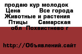 продаю кур молодок. › Цена ­ 320 - Все города Животные и растения » Птицы   . Самарская обл.,Похвистнево г.